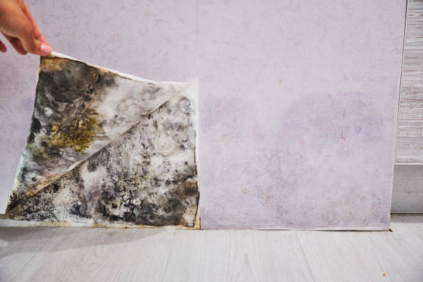 Best Basement Mold Remediation in Springville, IA